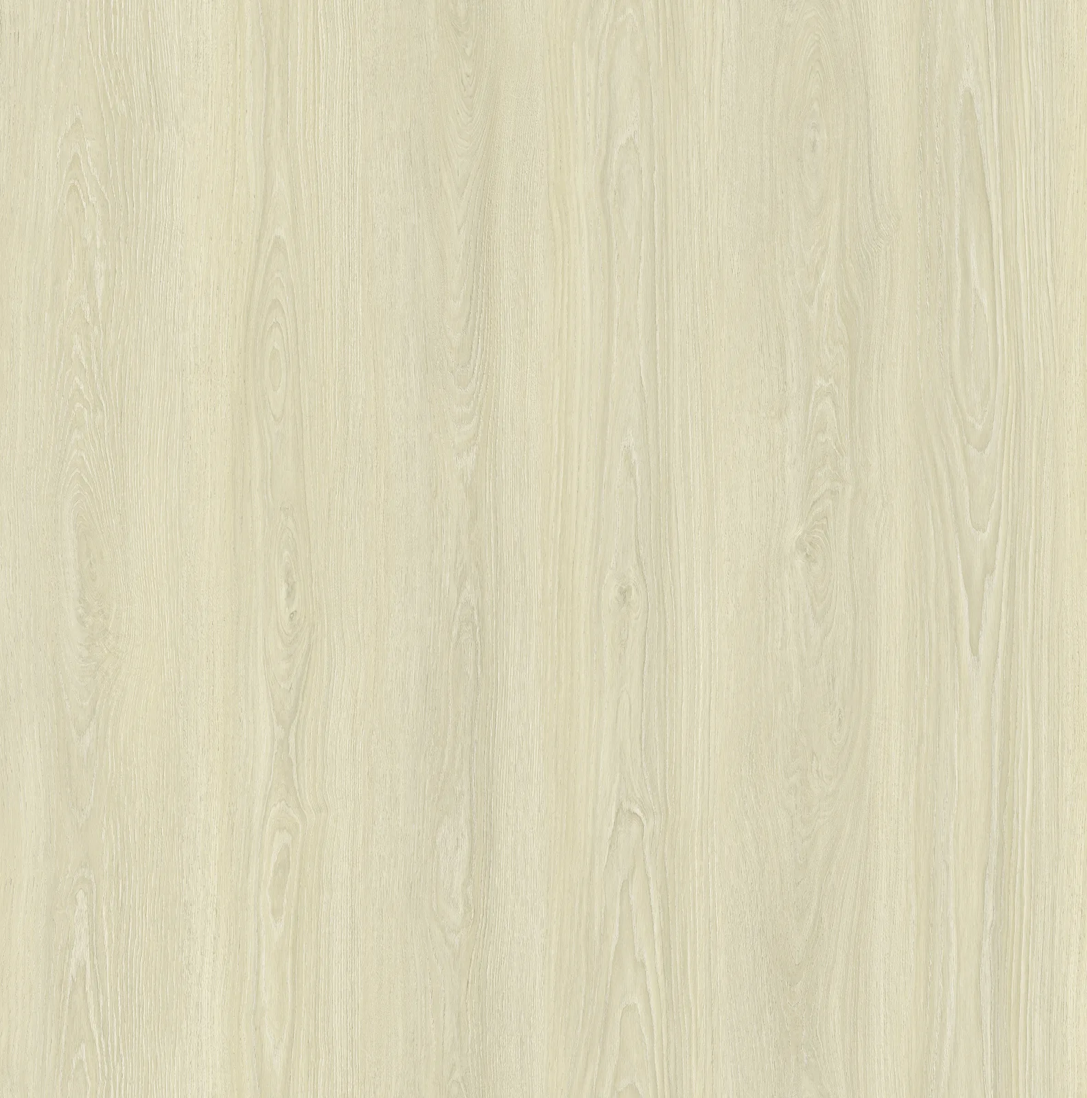 Ivory Oak