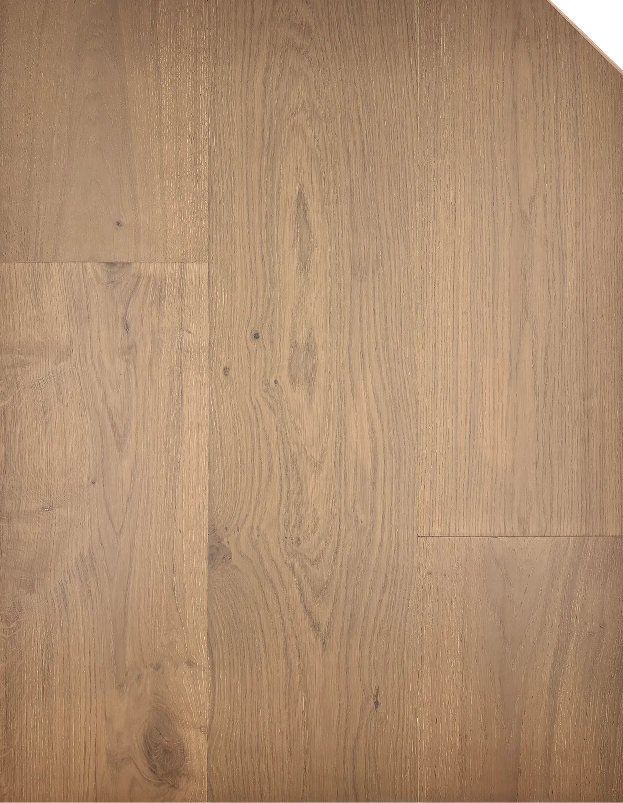 Ivory Willow