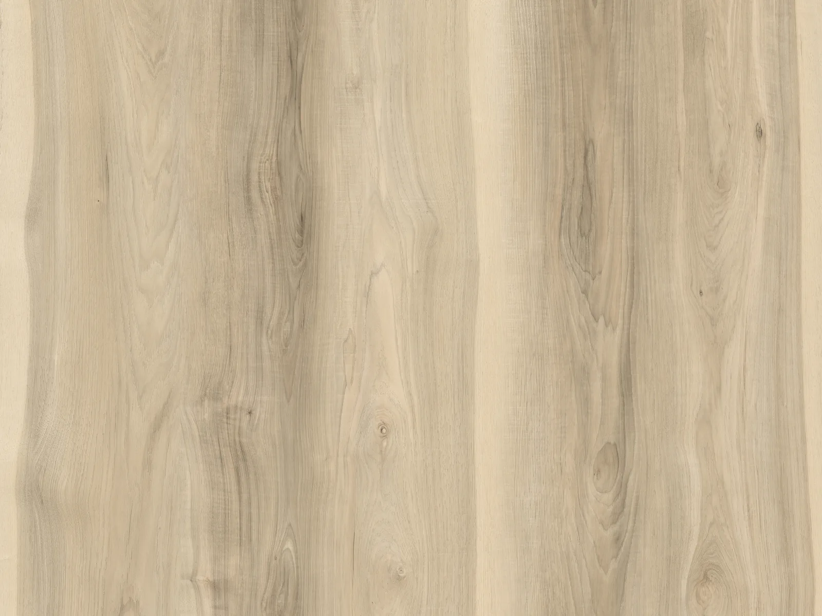 Nebraska Oak