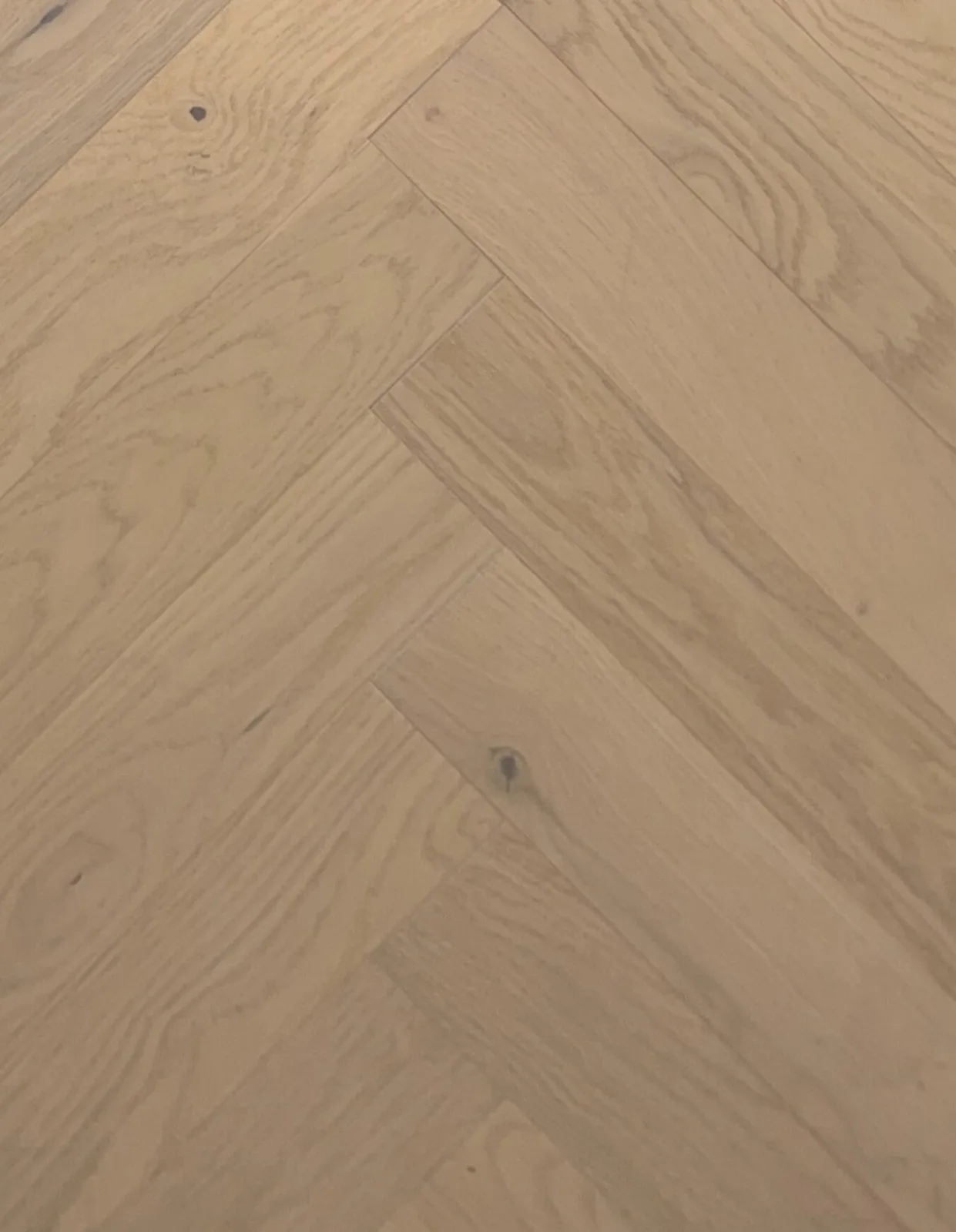 Sahara
