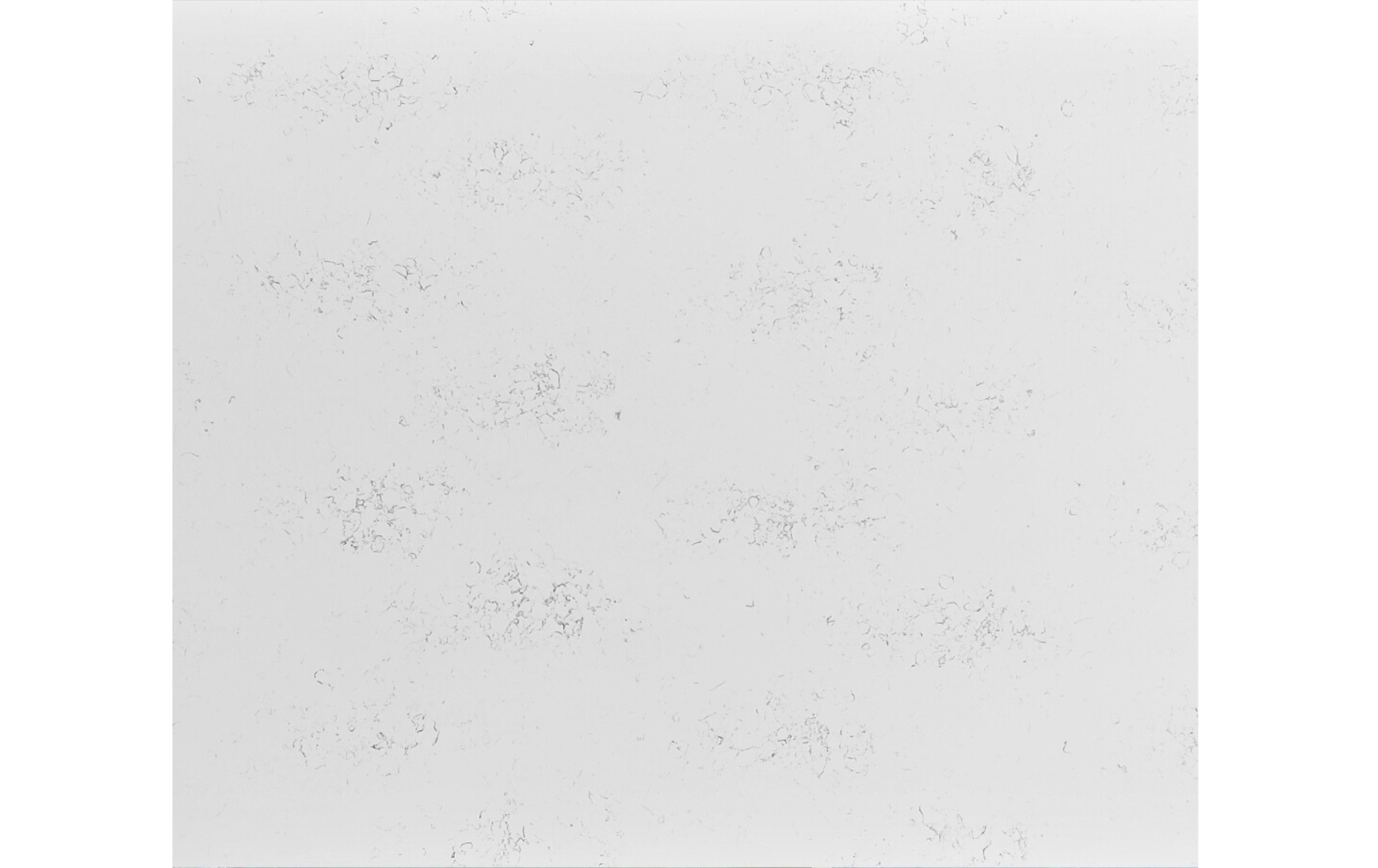 Carrara Venatino